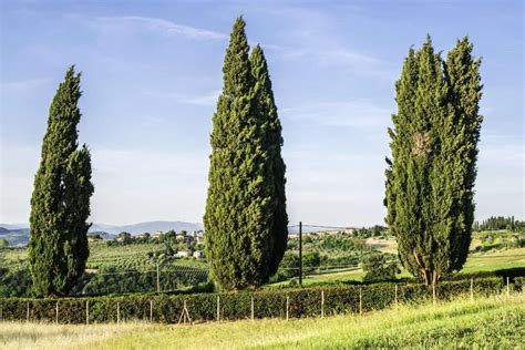 pros and cons of italian cypress.